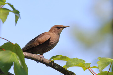 Gemeiner Star / Common starling / Sturnus vulgaris.