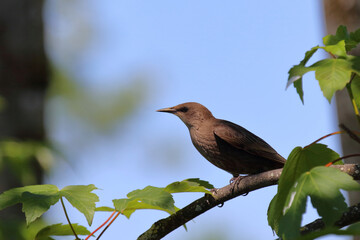 Gemeiner Star / Common starling / Sturnus vulgaris.