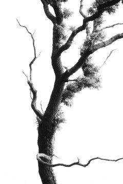 Single Minimalist Beech Tree in Black and White