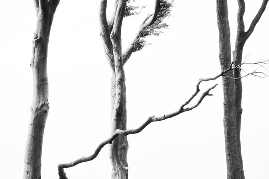 Group of Beech Trees in Black and White