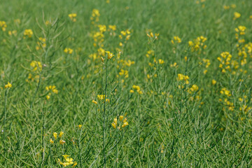 Many farmers rely on rapeseed cultivation as a source of income.