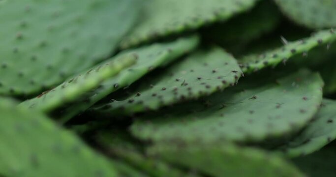 Fresh green pads of nopales (prickly pear) cactus, ready for sale at a farmers market. They are a staple of Mexican cuisine.