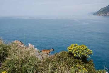 Seascape with goats