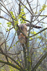 The cat is looking for the bird that climbed the tree.
