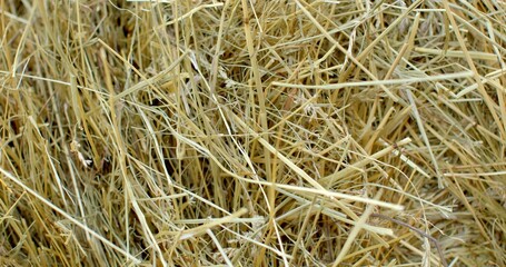  hay in the village drying grass harvesting animal feed. Dry grass for the care of livestock. The habitat of mice, rats and parasites.