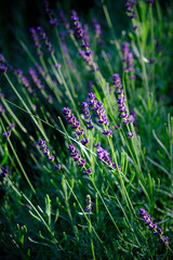 Lavender in the meadow
