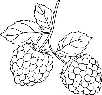 Raspberries vector illustration. Black and white outline Raspberries coloring book or page for children
