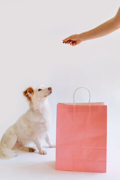 Woman Giving Treat to Her Dog