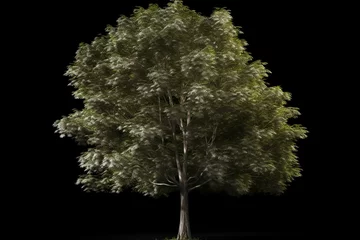 Foto op Canvas 3D-rendered png tree (Carpinus Betulus Frans Fontaine) with alpha channel for cutout. Generative AI © Evelina