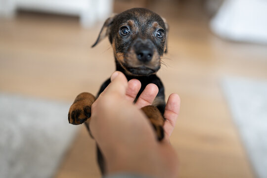 puppy dog playing at home