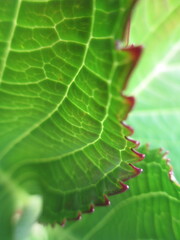 green hydrangea leaf macro