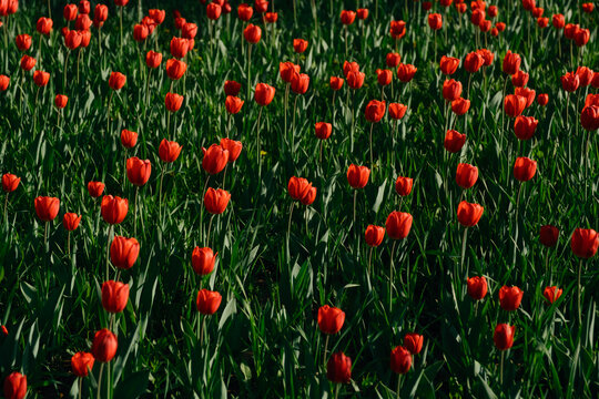 A meadow of tulips