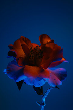 The Fragile Beauty of Blue Petals