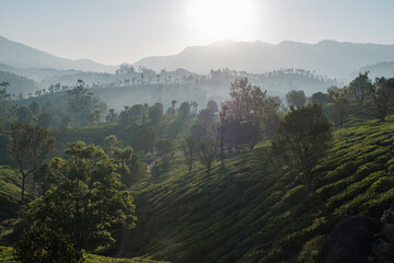 Hills covered with tea bushes and trees.