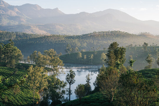 Tea plantations in the mountains of Munnar