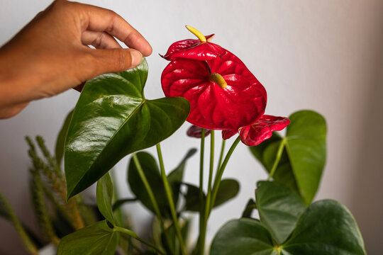 woman's hand touching a red calla flower