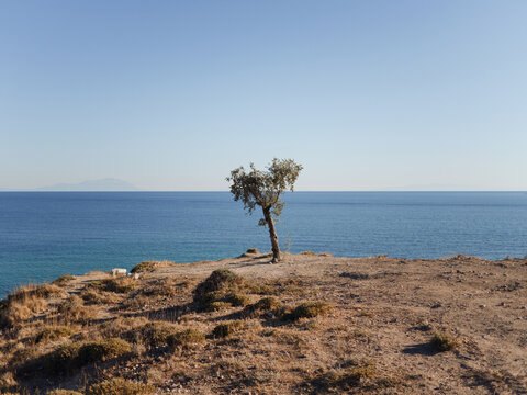 Lonely tree on a cliff by the sea