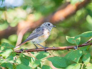 The common redstart, Phoenicurus phoenicurus, young bird, is photographed in close-up sitting on a branch against a blurred background.
