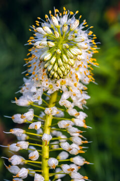 Foxtail Lily (Eremurus himalaicus)