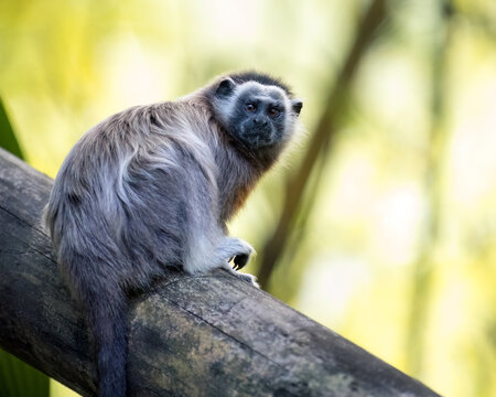 Portrait of Colombian endemic monkey White-footed tamarin