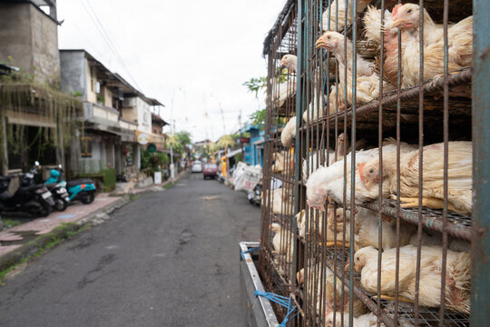 Truck Trailer With Caged Hens