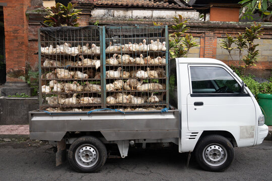 Truck Trailer Transporting Encaged Hens