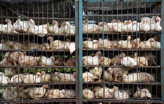 Many Caged Hens