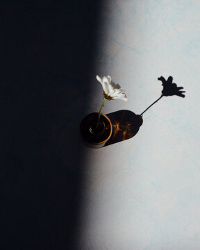 Conceptual still life: a flower in a vase and its shadow