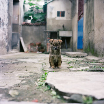 The little dog is standing in the alley
