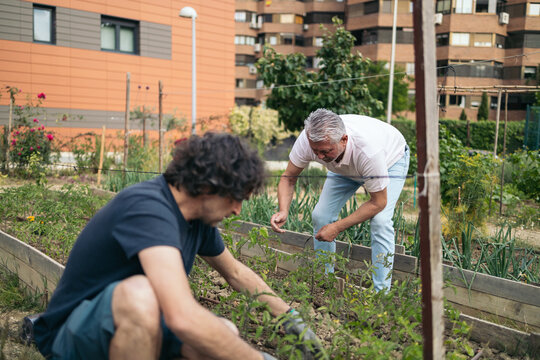 Collaborative urban garden - Powered by Adobe