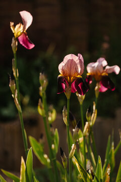 Backlit Bearded Iris