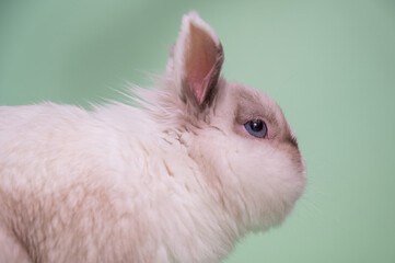 Portrait of a gray and white fox dwarf rabbit with large testicles.