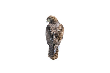 Red-tailed Hawk (Buteo jamaicensis) Photo, Rear Profile Perched, on a Transparent Background - 620713253