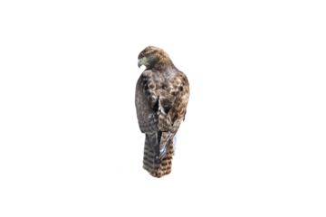 Red-tailed Hawk (Buteo jamaicensis) Photo, Rear Profile Perched, on a Transparent Background