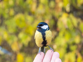 A tit sits on a man's hand and eats seeds.