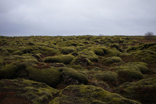 Moss on volcanic rocks