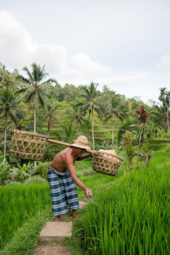 Rice Field Worker In The Plantation
