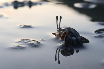 Eyes&rsquo;s crab reflection on sea surface , picture looks soft on morning atmosphere.