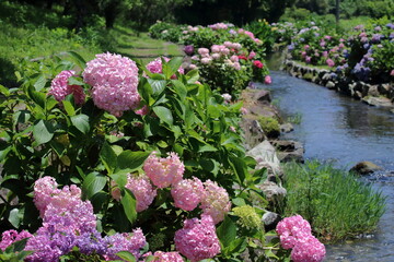 Obraz premium 水辺に咲く紫陽花 梅雨の晴れ間 （高知県 土佐市 加茂川親水公園）