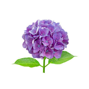 Purple hydrangea macrophylla flower head closeup isolated transparent png. Hortensia flowering plant.