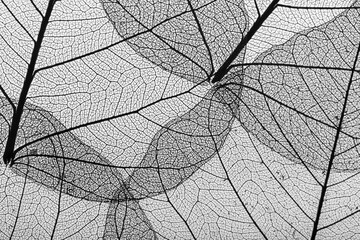 Close up of leaf veins.