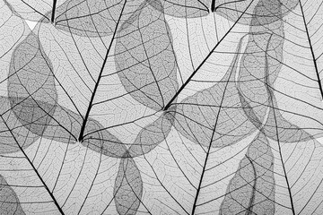 Macro image of leaf veins.