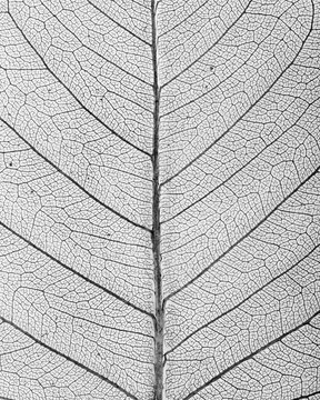 Close up of Leaf vein.