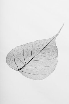 Pipal leaf on a white background.