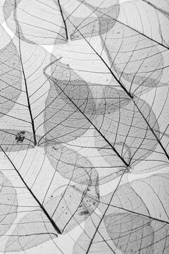 Scattered leaf skeleton patterns.