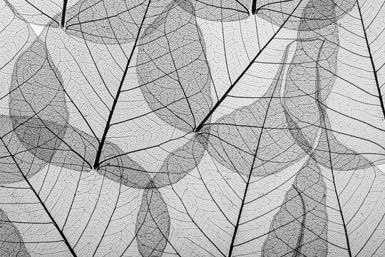 Macro image of leaf veins.