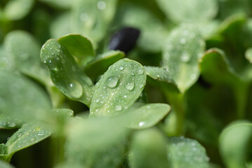 sunflower microgreens 3