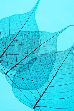 Overlapping leaf pattern.