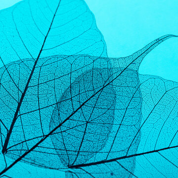 Pipal leaf skeleton