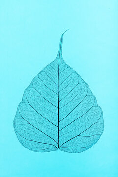 Fototapeta One Pipal leaf against a blue background.